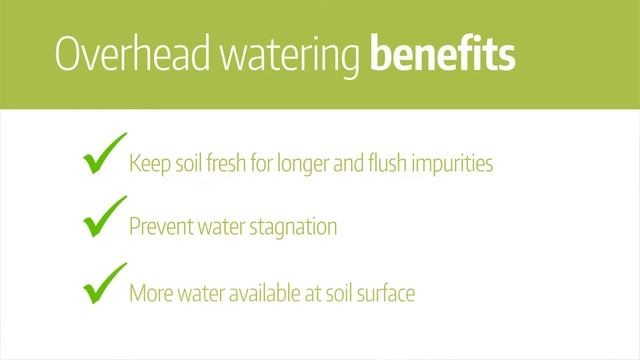 [OUTDATED] - Tropical & Mexican Butterworts - Water & Humidity