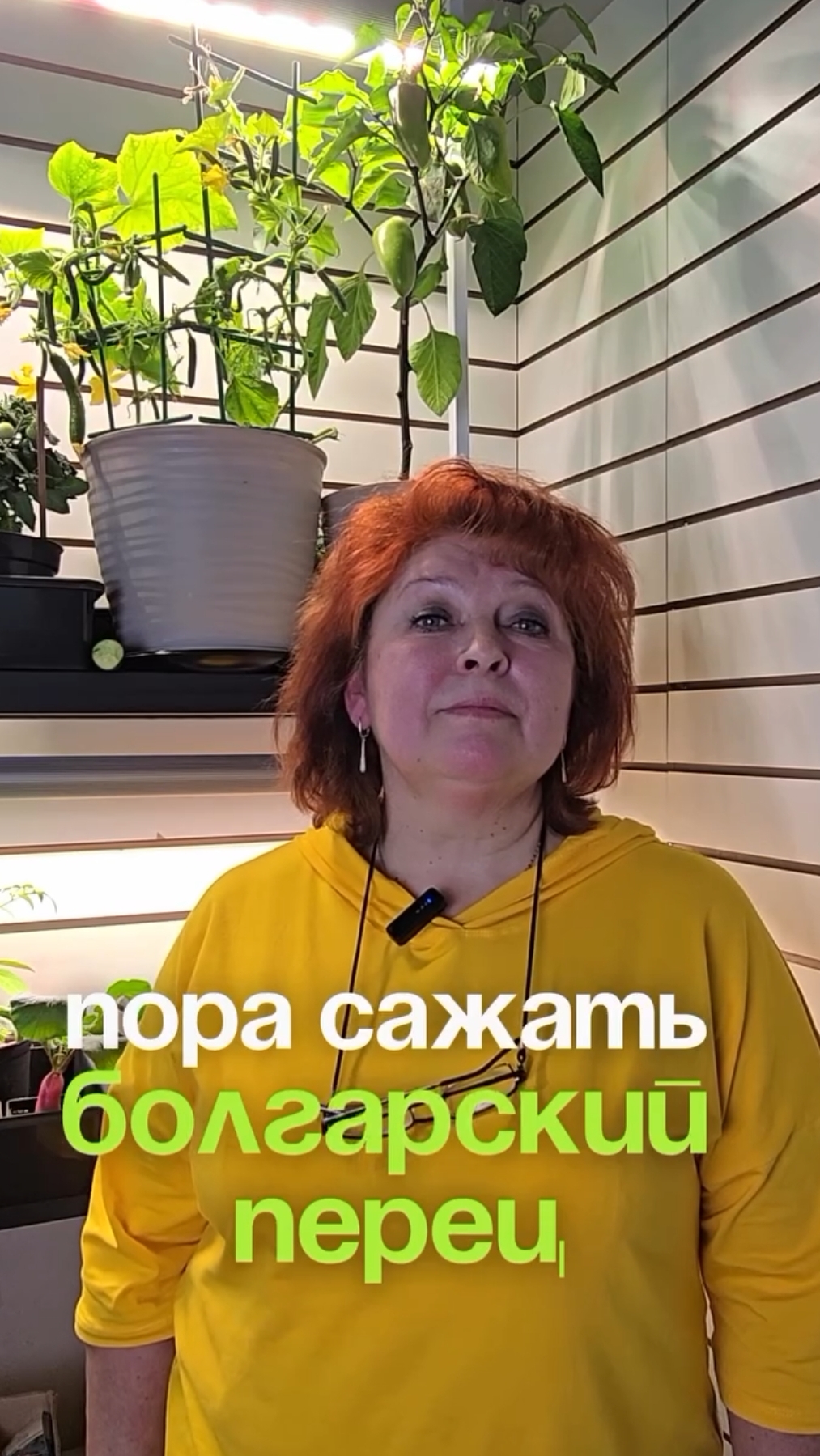 Когда какие семена сеять на рассаду? Извечный вопрос дачников!