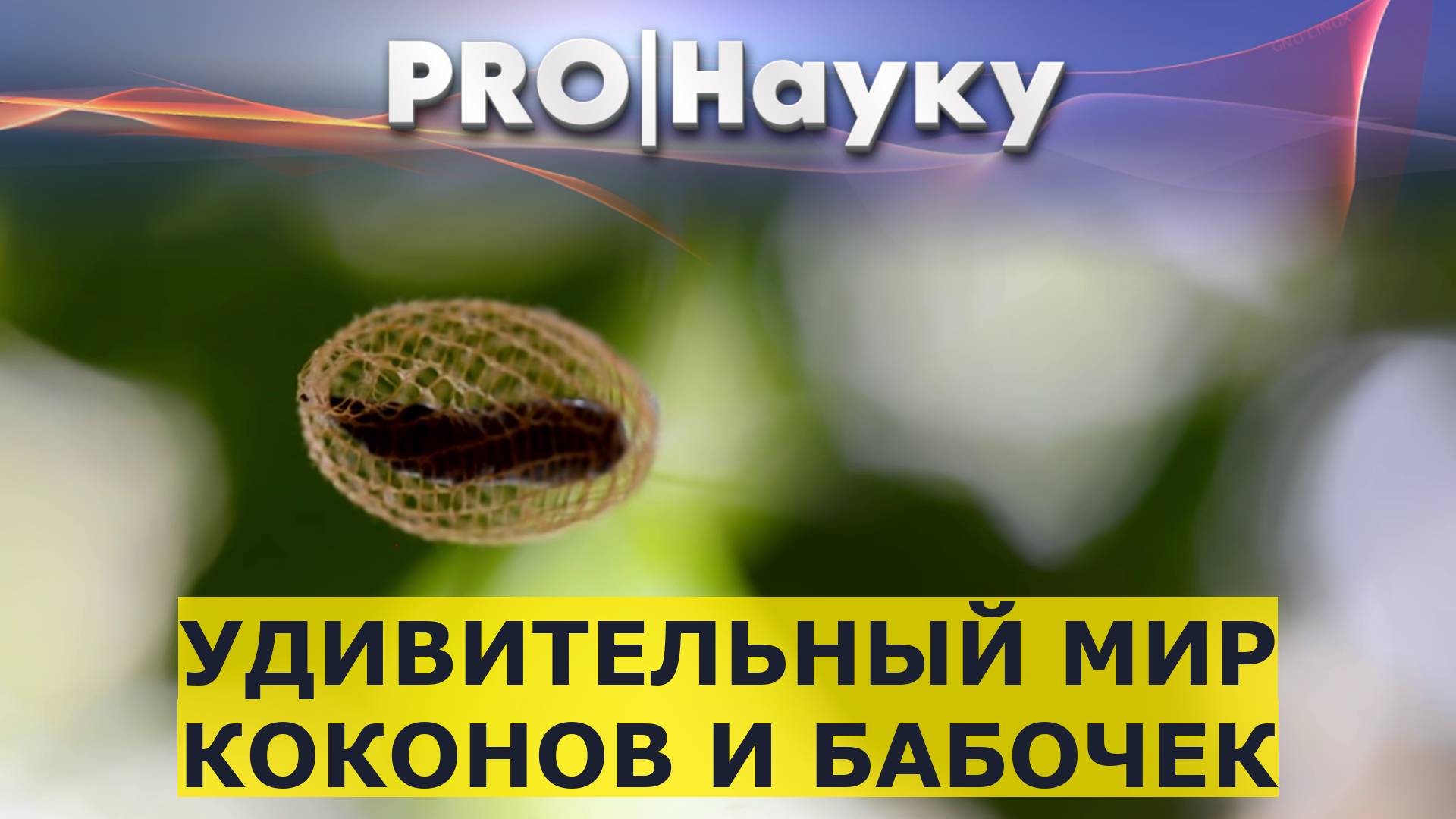 Удивительный мир коконов и бабочек