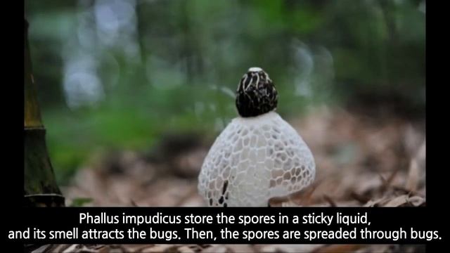[ENGLISH ver.] MND Documentary #2  [How do KMLA's mushrooms spread spores?]