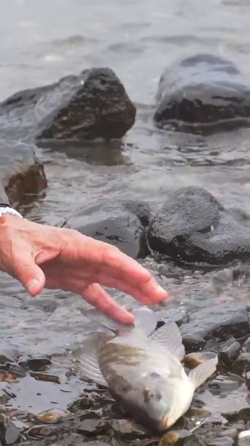 острые плавники