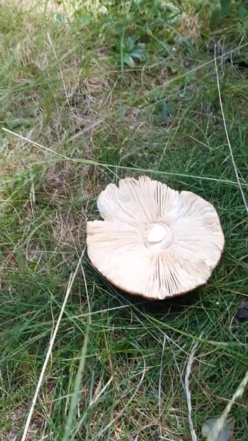 Russula Mustelina