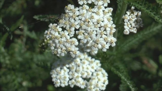 Gasteruptiid Wasp Gasteruption jaculator feeding on Yarrow Achillea millefolium