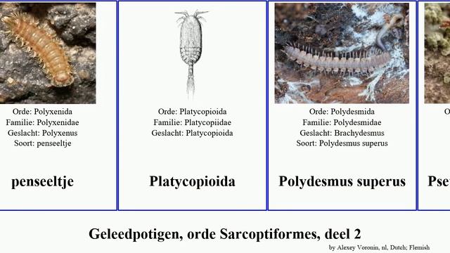 Geleedpotigen, orde Sarcoptiformes, deel 2 leucon elegans arthropoda fulvus salmonis Lithobius