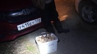 Опята в Ершовке 16 сентября 2022 г.