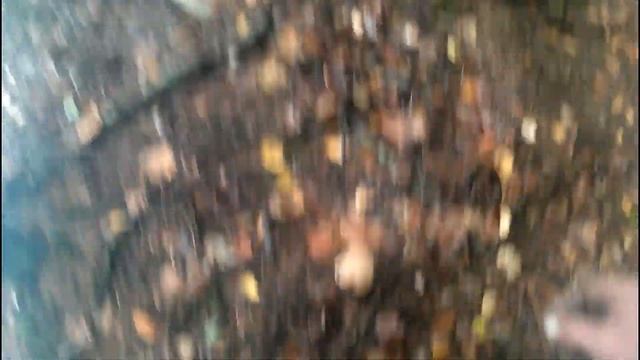 Збираємо Молоді Білі Гриби в Карпатах Собираем Молодые Белые Грибы в Карпатах