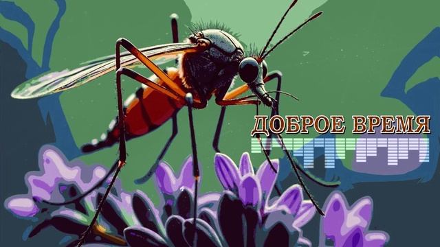 КРАСИВЫЕ ПЕСНИ ОБО ВСЁМ__Не чеши, не чеши!