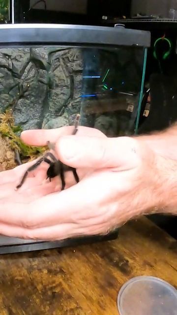 Avicularia Metallica, Metallic Pink toe Tarantula handling and rehouse