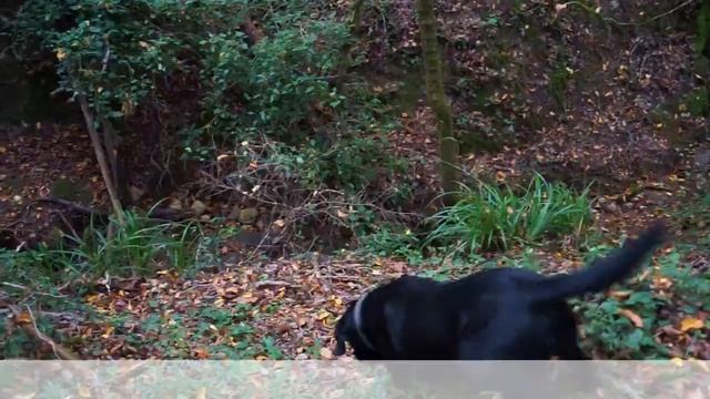 Truffle Hunting Experience | Siena Tartufi - Toscana