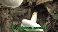 hygrophorus_penarius.mpeg