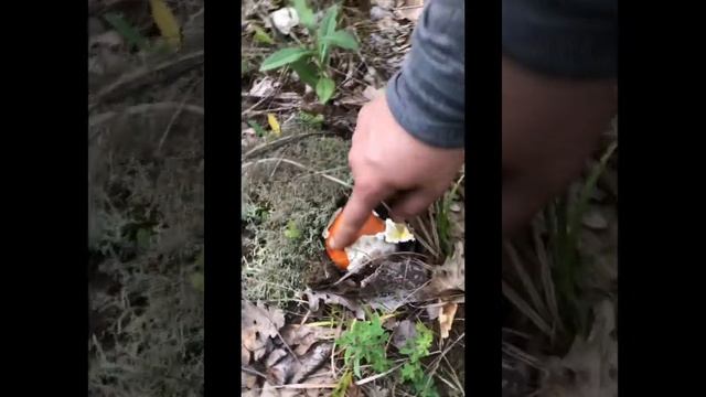 Обабковое лето.
