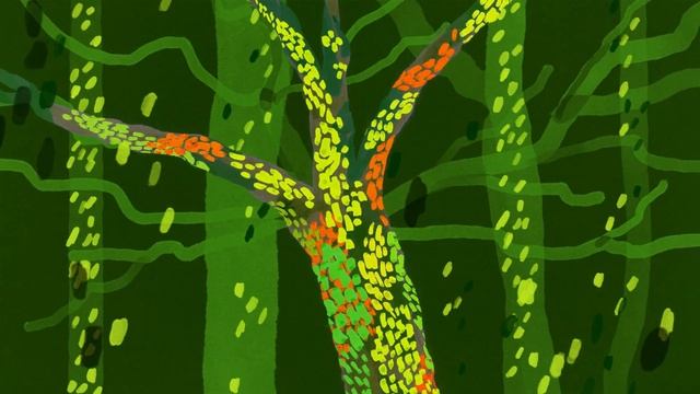 Restoring Our Temperate Rainforests | One Tree Planted