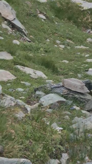 Großglockner Tour marmot #marmot #animalsinthewild #shorts #großglockner #mountains #hiking #nature