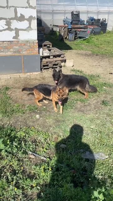 ВЯЗКА ГОДА #germanshepherd #немецкаяовчарка #gsd