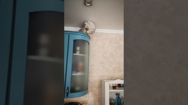 Дусик забрался под потолок #котики #cat #cats