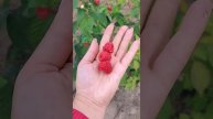 малина Квеллі