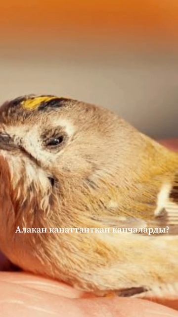 Алакан. Турар Кожомбердиев. #поэзия #аудио #кыргызча