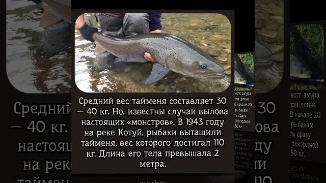 Подборка самых крупных уловов наших рыбаков