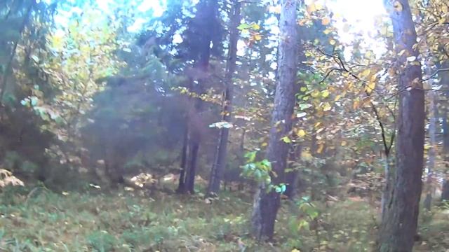 2014 Осень, лес, грибы, 02549 1