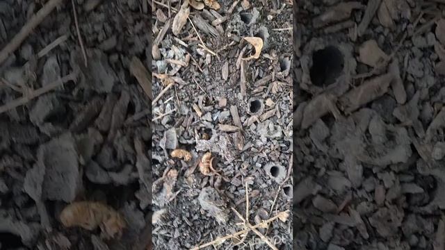 Brood of the Megacicadas