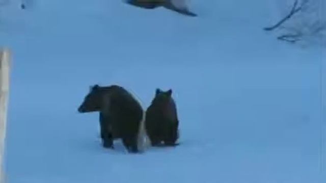 Злая бабка прогнала двух медведей