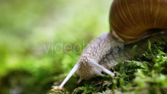 Helix Pomatia Also Roman Snail, Burgundy Snail | Stock Footage - Envato elements