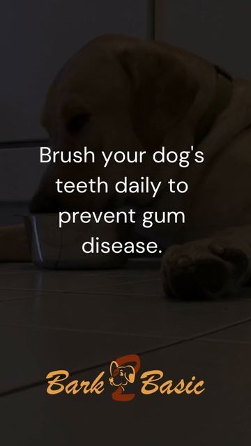 Healthy Smile: Dog Teeth Brushing