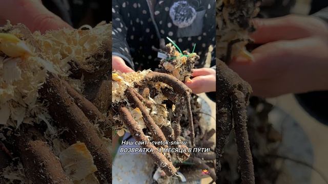 Вернувшаяся посылка с пионами. 4 месяца в пути! / Сад Ворошиловой