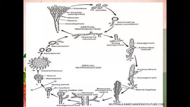 Penicillium sexual reproduction for english medium