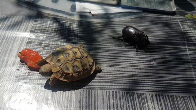 Little friends turtle (Testudo hermanni) and rhinoceros beetle (Oryctes nasicornis)