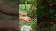 Секрет эффективной и быстрой сборки ягод