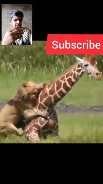 This deer was sleeping but the lion did not leave it did not even sleep peacefully #shorts #viral