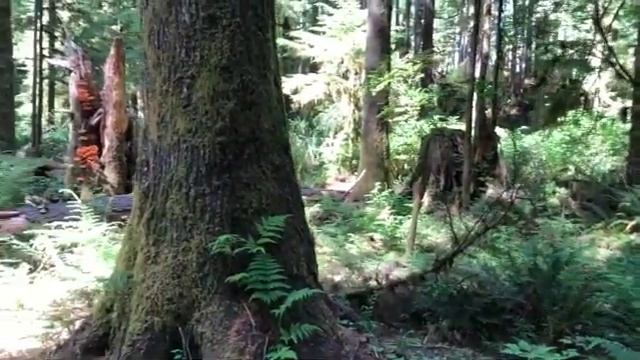 Mushrooms on Wood, in the Pacific Northwest