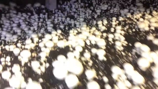 40 день життя шампіньйонів  початок другой хвилі