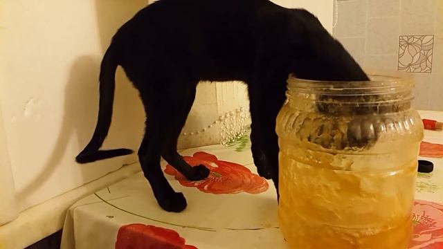 Кошка которая ест мед