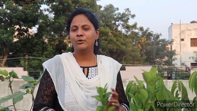 #How to use Trichoderma viride Organic fungicide|| ట్రీకోడెర్మ మొక్కలకు ఇలా ఇవ్వాలి