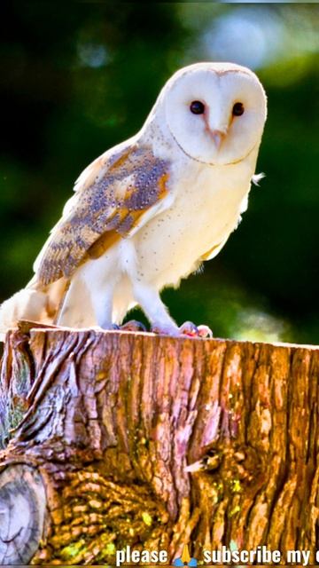 beautiful barn owl birds #shorts