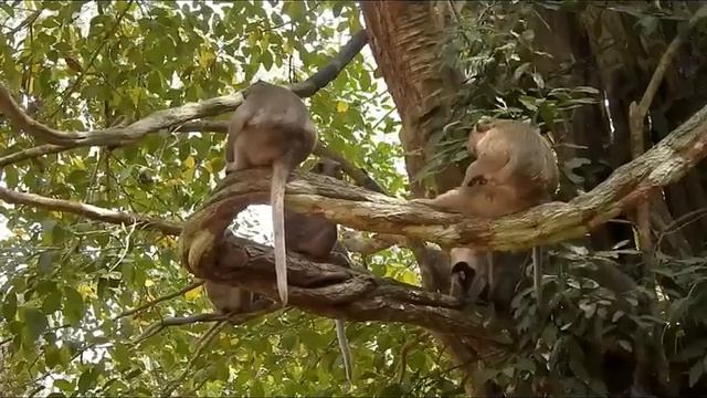 Wildlife Viral : So petty, little monkey fall down deeply from the high tree.