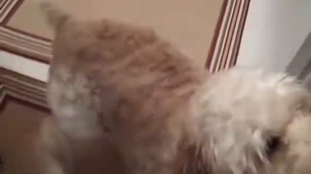 cockapoo through the hoop trick