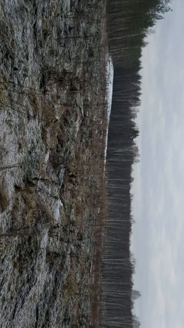 Лесные культуры ель