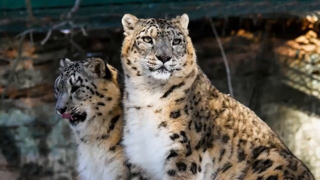 Giant panda VS Snow leopard in Tamil