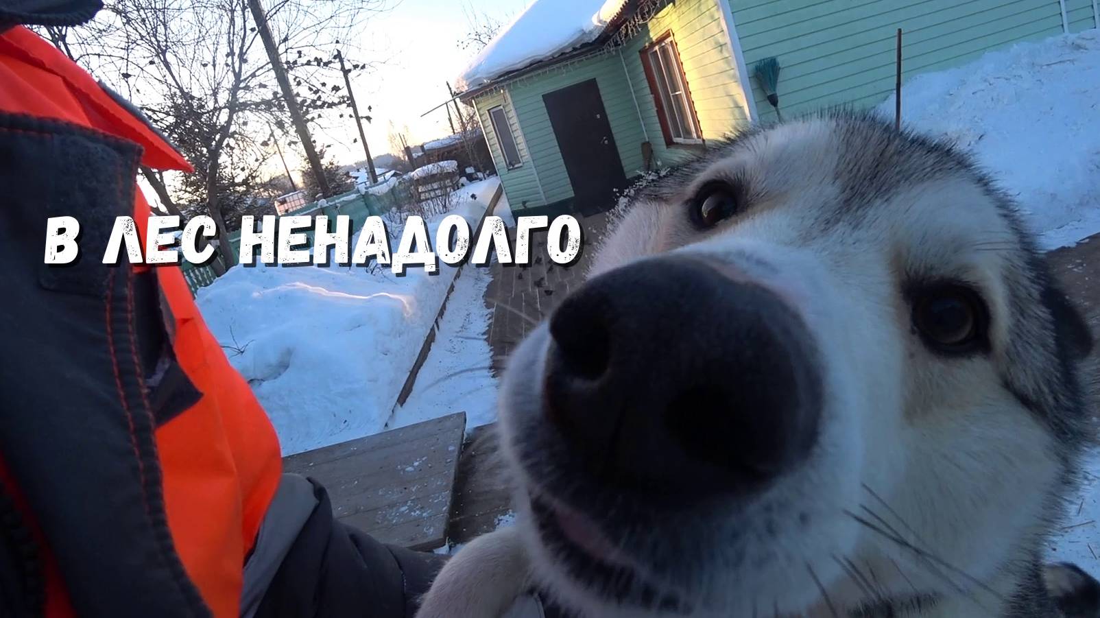 По быстрому в лес и обратно. Хоз.дела.