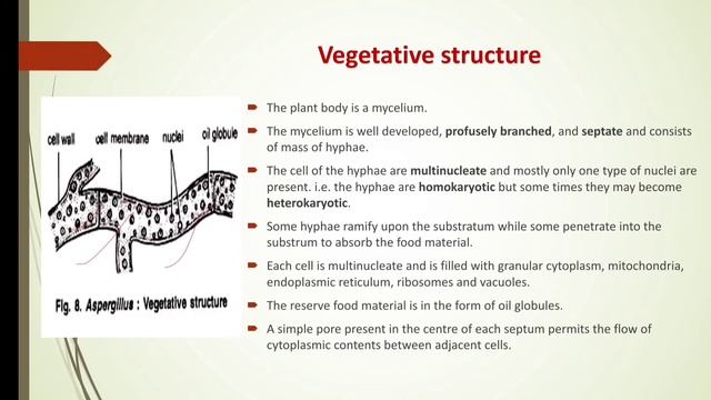 Lecturer  2 B.sc sem 3 life history of Aspergillus