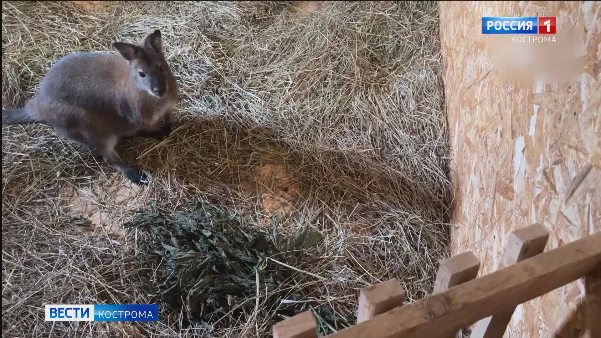 Многострадальный кенгуренок Крош нашел в костромском зоопарке покой и друзей