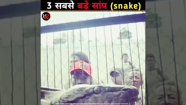 दुनिया के 3 सबसे बड़े सांप जो आपकी जान ले सकती है? |Facts| #shorts #snake