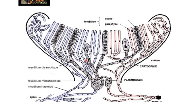 La classification  des champignons