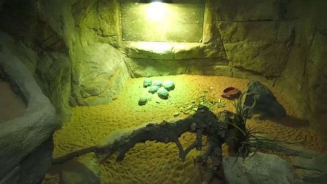 26 centrochelys sulcata African spurred tortoise Emirates Zoo Abu Dhabi 2018