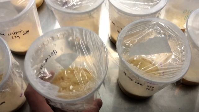 Cordyceps Project 2.0 First Fruiting Update