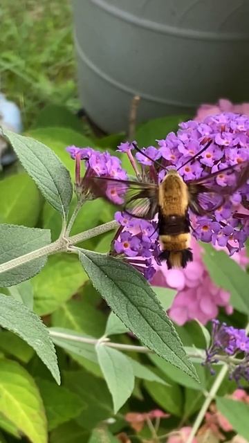 Hummingbird moth #nature