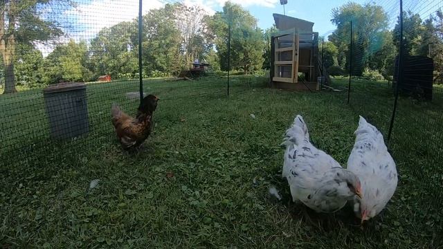 Easter Egger chickens grazing [Part 1 of 5]